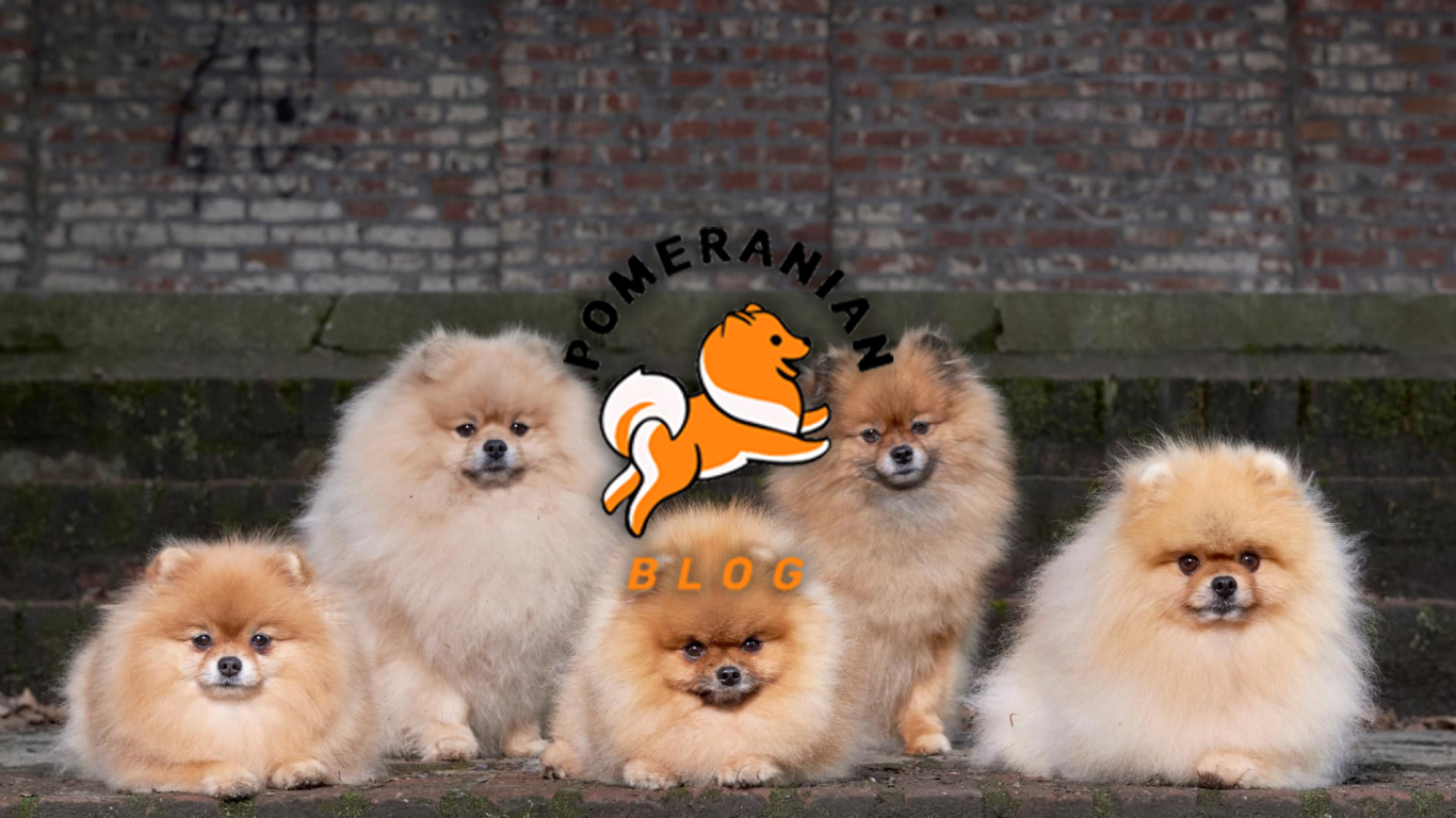 Sito Web - Pomeranian's Blog