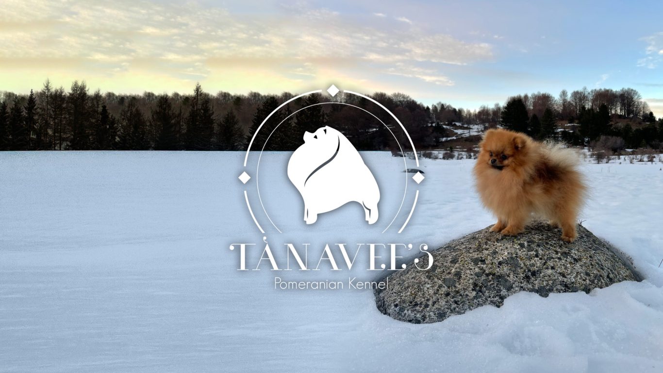Sito Web - Tavavees Pomeranian Kennel